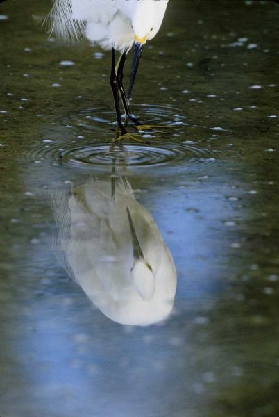 Florida Snowy egret  in water hunting